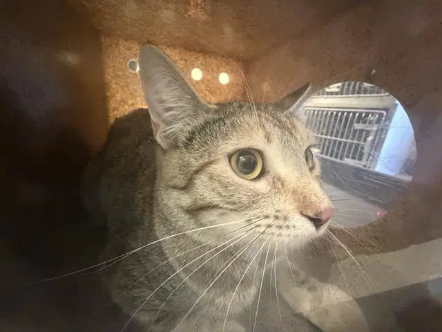 Unknown - Domestic Short Hair