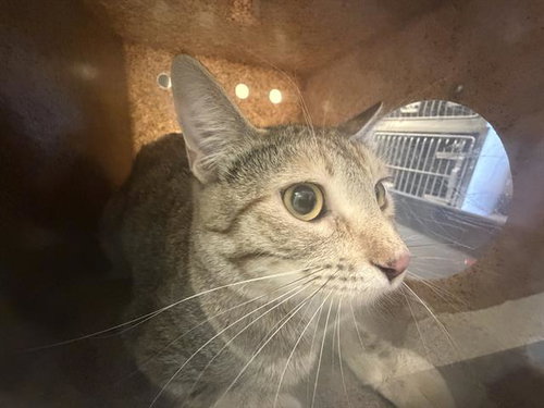 picture of the cat needing adoption