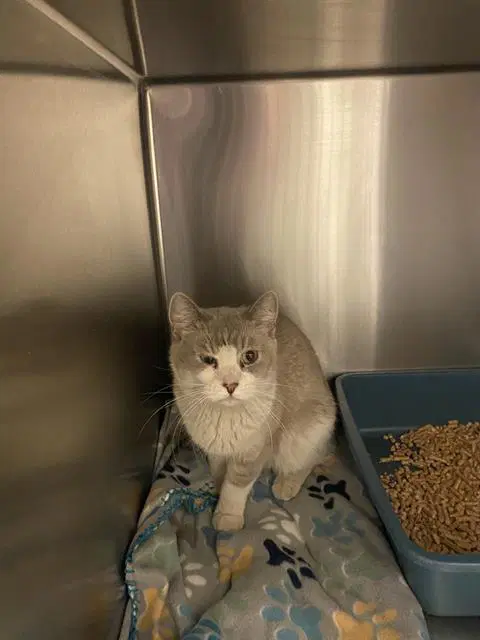 Melody - Domestic Short Hair