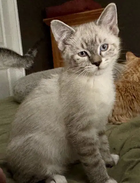 Doc - Siamese