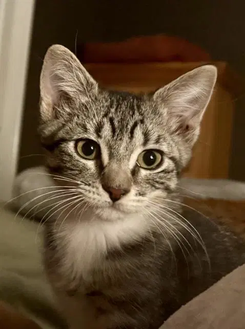 Babs - Domestic Short Hair