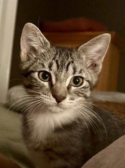 picture of the cat needing adoption