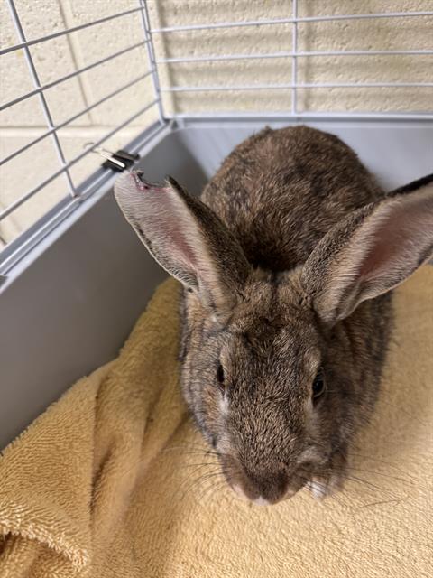 CHARLIE, a rabbit for adoption from West Valley Animal Services