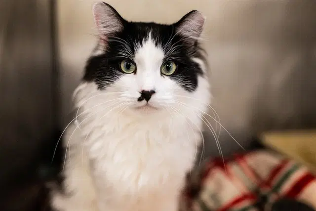 Toni - Domestic Short Hair