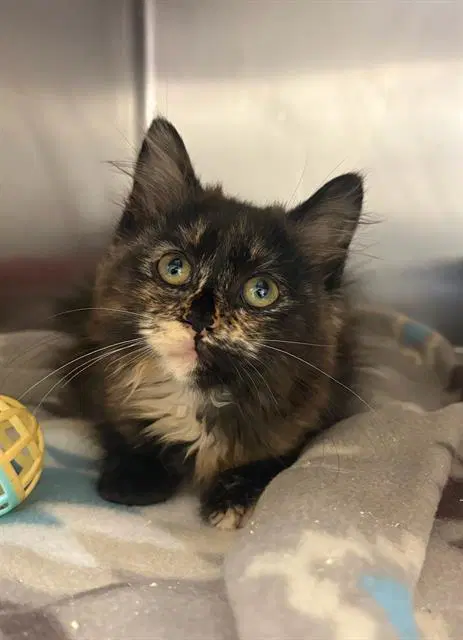 Dandelion - Domestic Short Hair