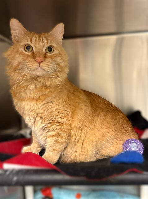 picture of the cat needing adoption