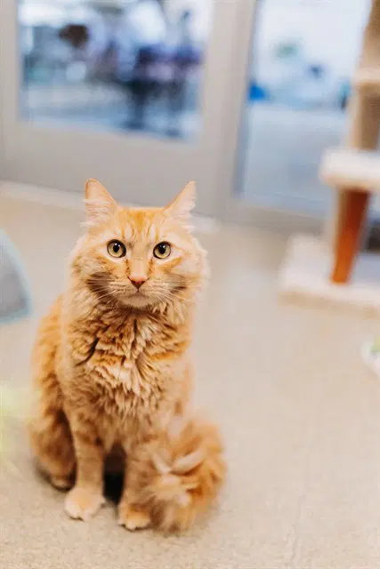 Gordis - Domestic Long Hair