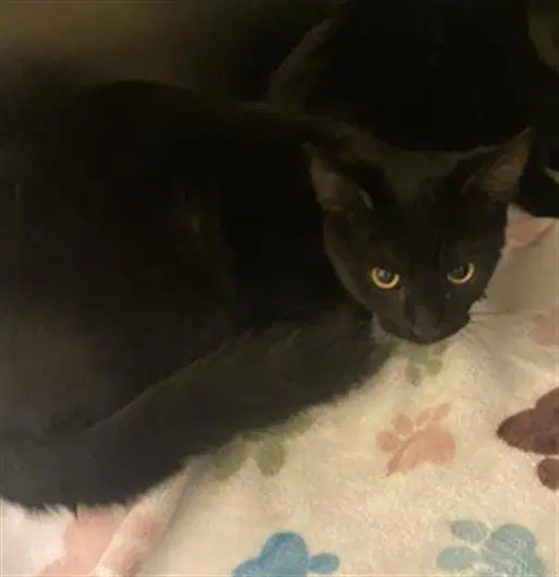 Lenore - Domestic Short Hair