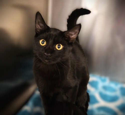 picture of the cat needing adoption