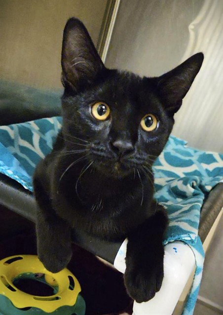 picture of the cat needing adoption