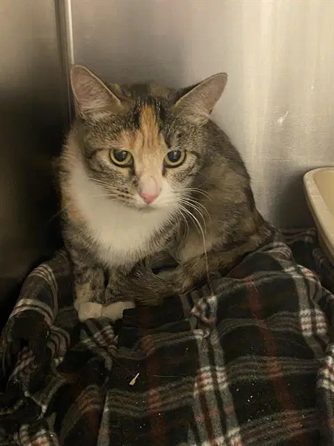 Toebean Jolene - Domestic Short Hair