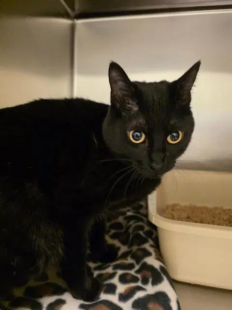 Lilly Sprout - Domestic Short Hair