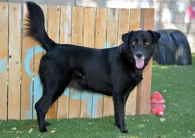 Good Ol' Sport - Labrador Retriever