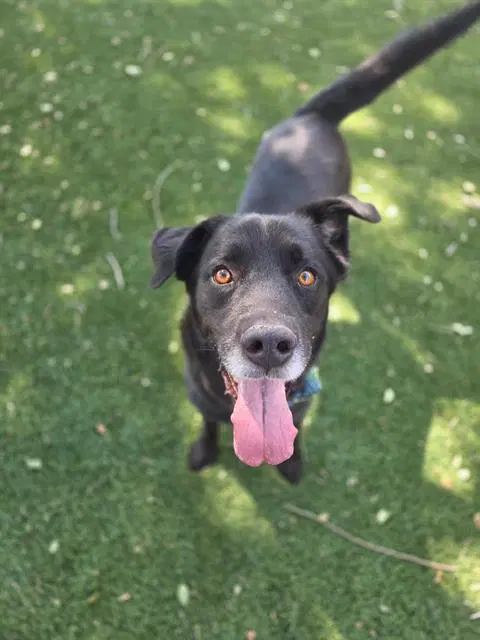 Good Ol' Sport - Labrador Retriever