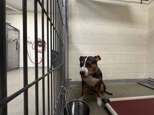 Butter - Pit Bull Terrier
