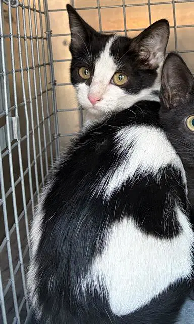Pinny-Miggens - Domestic Short Hair