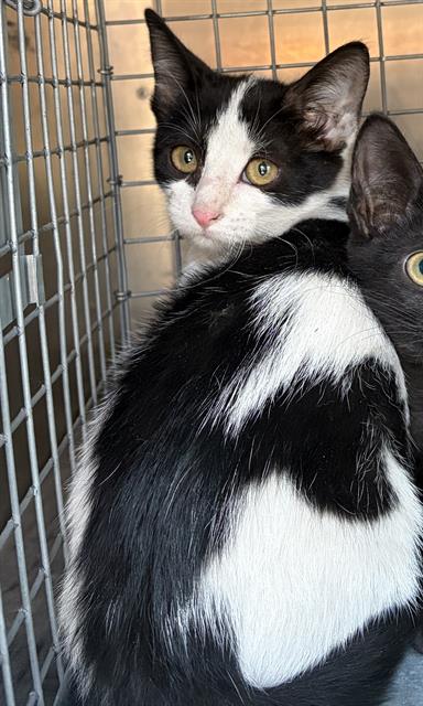 picture of the cat needing adoption