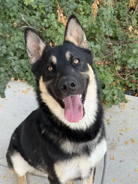 Cream Cheese Danish - German Shepherd Dog
