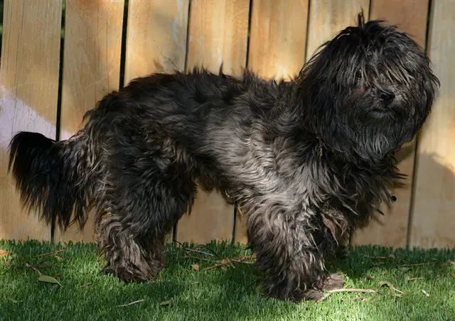 Unknown - Poodle (Miniature)