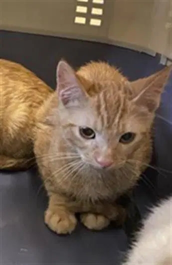 Franklin - Domestic Short Hair