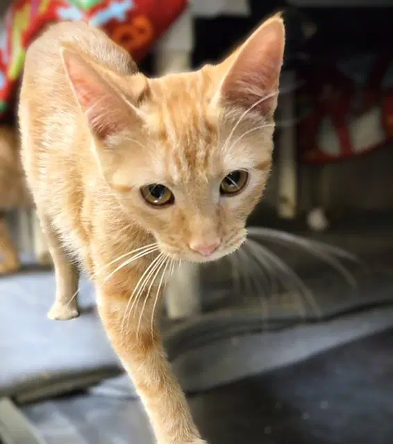 Franklin - Domestic Short Hair