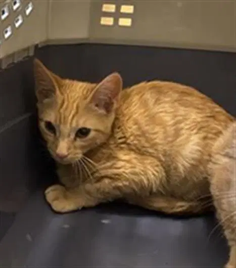 Rolie - Domestic Short Hair