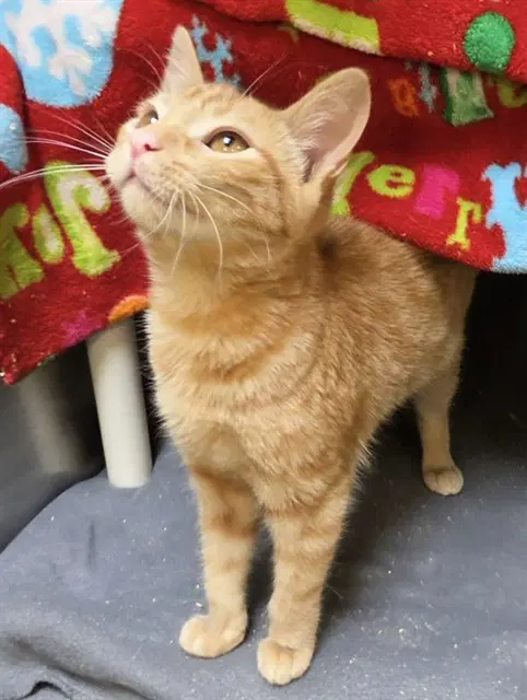 Rolie - Domestic Short Hair