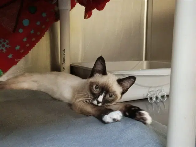 Oswald - Snowshoe