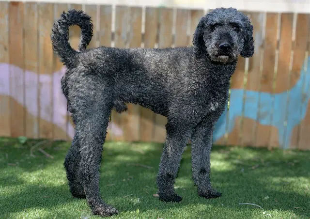 Valjean - Poodle (Standard)
