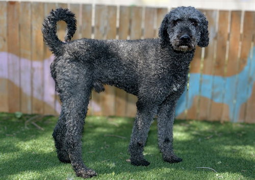 picture of the dog needing adoption