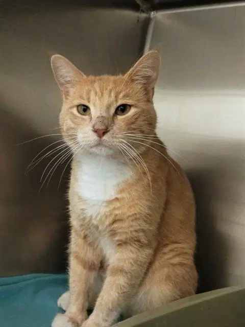 Milo O'mally - Domestic Short Hair