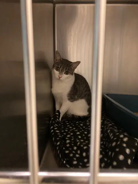 Unknown - Domestic Short Hair
