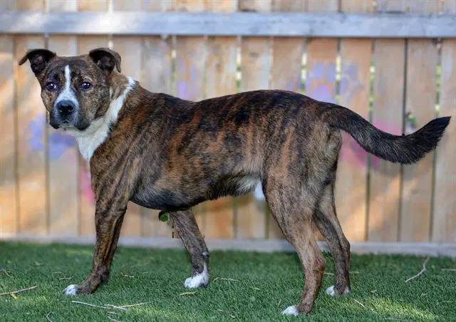 Corduroy - Pit Bull Terrier