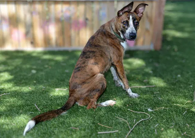 Unknown - Saluki