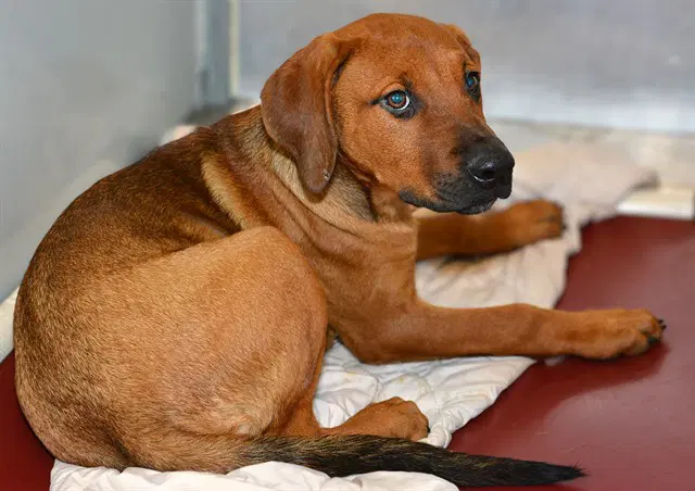 Flam - Redbone Coonhound