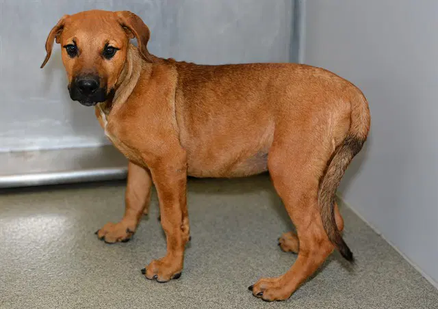 Flim - Redbone Coonhound