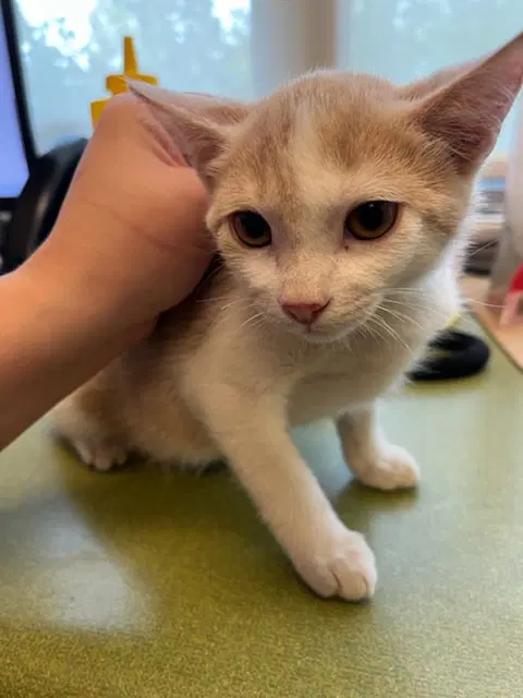 Sunkist - Domestic Short Hair