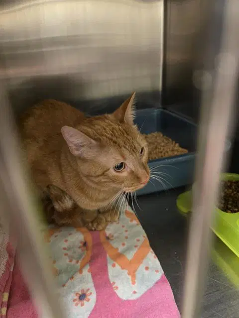 Julius - Domestic Short Hair