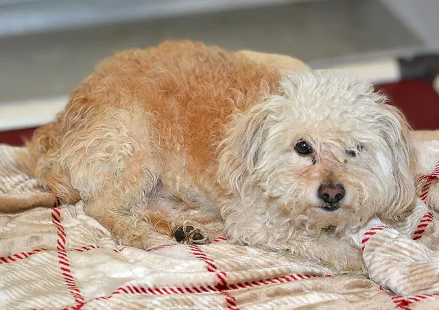 Unknown - Shih Tzu