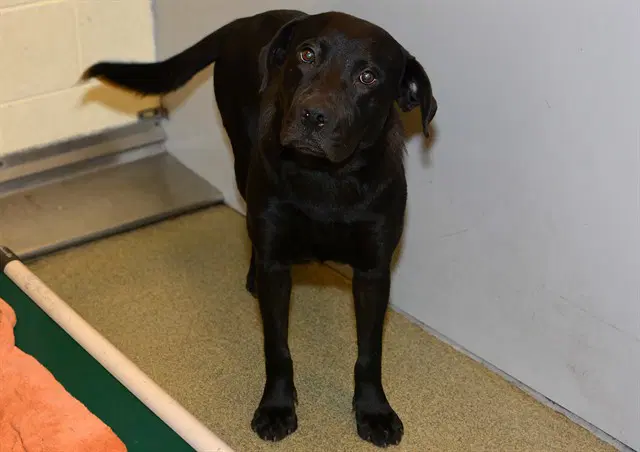 Unknown - Labrador Retriever