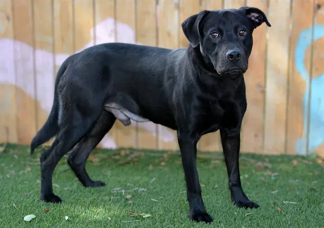Unknown - Labrador Retriever