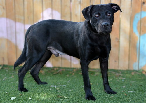 STALLION, a dog for adoption from West Valley Animal Services