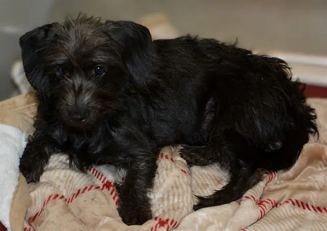 Unknown - Dachshund