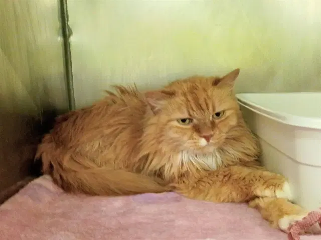 Grilled Cheese Sammie - Domestic Long Hair