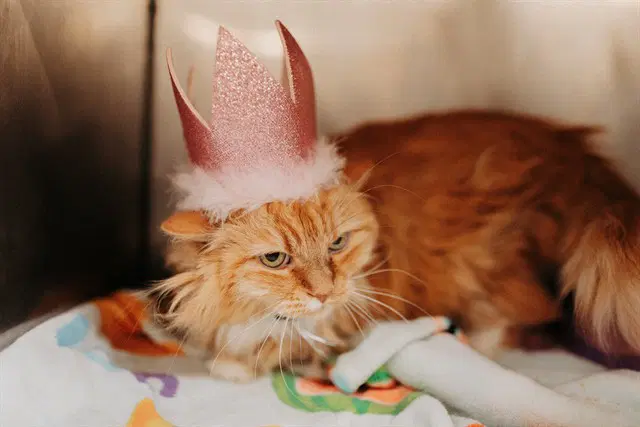 Grilled Cheese Sammie - Domestic Long Hair