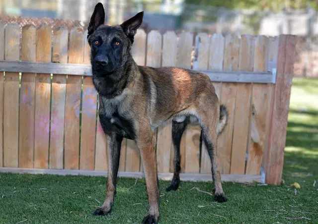 Unknown - Belgian Shepherd Malinois