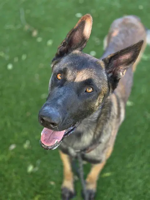 Unknown - Belgian Shepherd Malinois