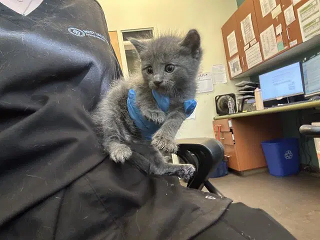 Unknown - Domestic Short Hair