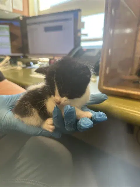 Unknown - Domestic Short Hair