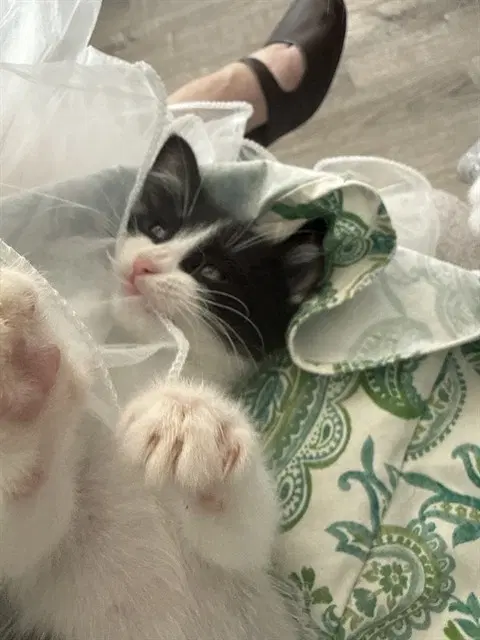 Unknown - Domestic Short Hair